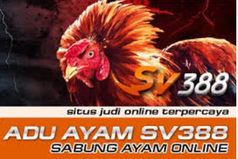 Sv388 Sabung Ayam Online | SV388
